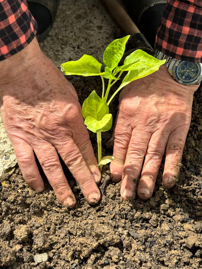 A senior person's hands planting a small green seedling in outdoor soil, symbolizing growth and care.